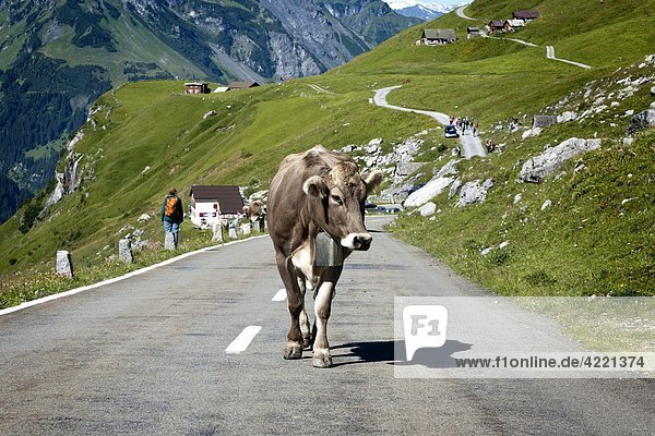 Kuh auf der Straße  Klausenpass  Kanton Glarus  Kanton Uri  Schweiz