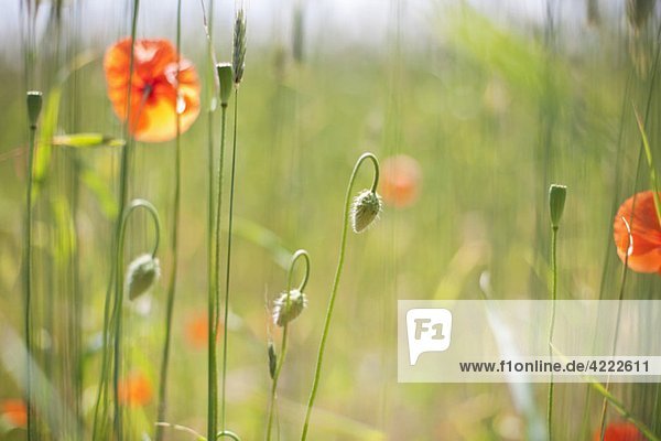 Blumen auf Wiese