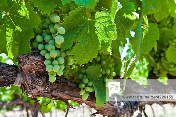 Grapes on a vine in Napa Valley  California  USA