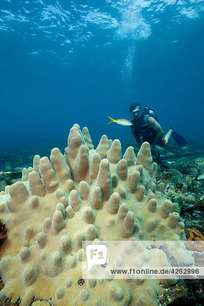 Taucher am Korallenriff