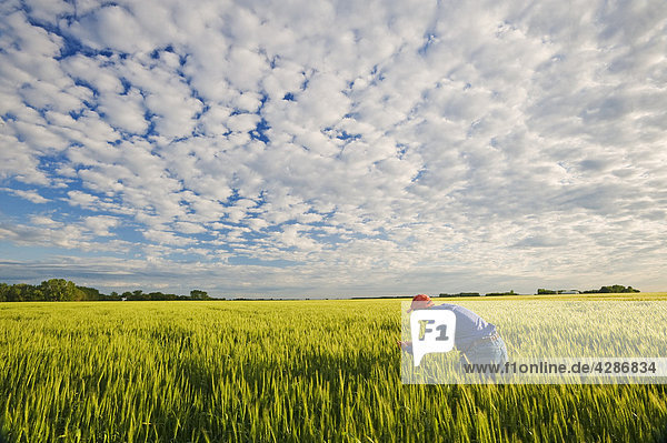 Man checks mid growth  headed out barley field under sky filled with clouds  near Niverville  Manitoba  Canada