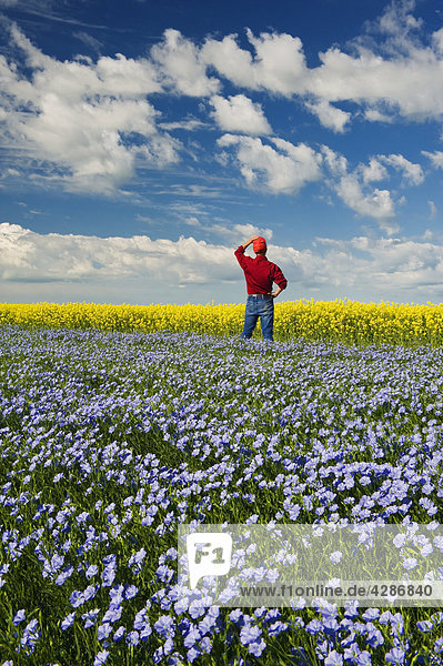 Man looks out over flowering flax field with canola in background  Tiger Hills  Manitoba
