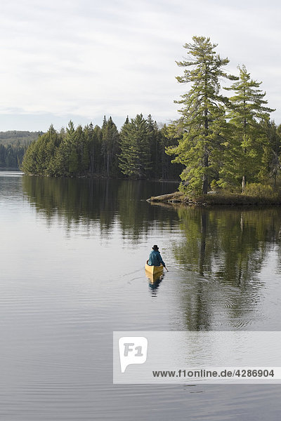 Senior woman paddling toward white pines  Algonquin Park  Ontario  Canada
