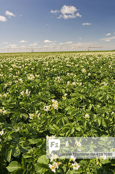 Kartoffelfeld mit Center Pivot Bewässerung-System im Hintergrund in der Nähe von Somerset  Manitoba  Kanada
