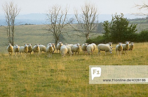 Schafe weiden auf dem Feld