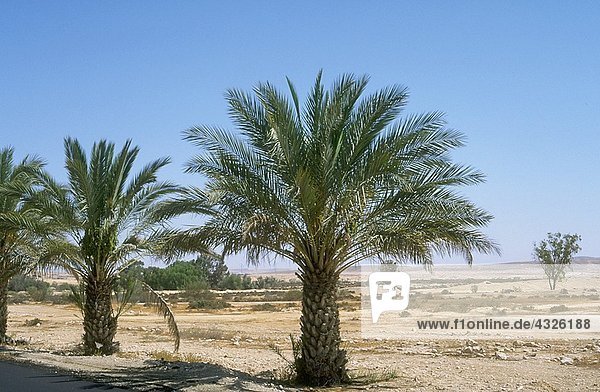 Palmen in der Wüstenlandschaft