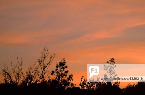 Vegetationssilhouette gegen den Himmel bei Sonnenuntergang