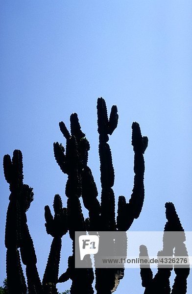 Kaktus-Silhouette vor blauem Himmel