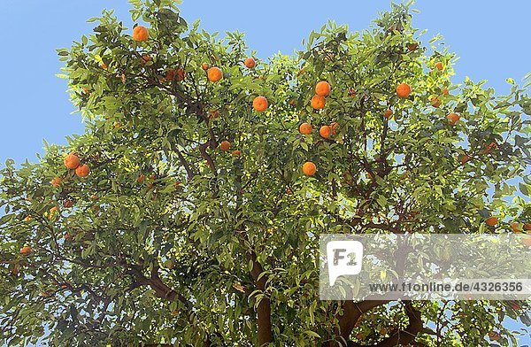 Orangenbaum  flache Ansicht