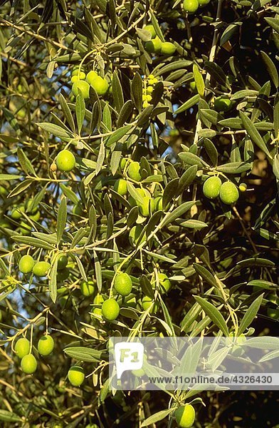 Oliven auf Olivenbaum  Nahaufnahme  Vollbild
