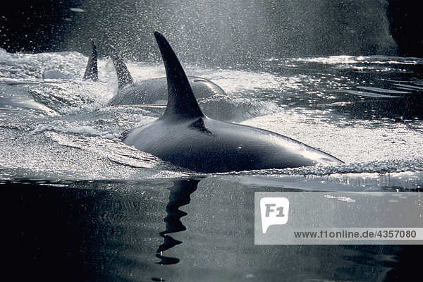Schwertwal Orcinus orca Korridor Korridore Flur Flure Sommer Close-up innerhalb