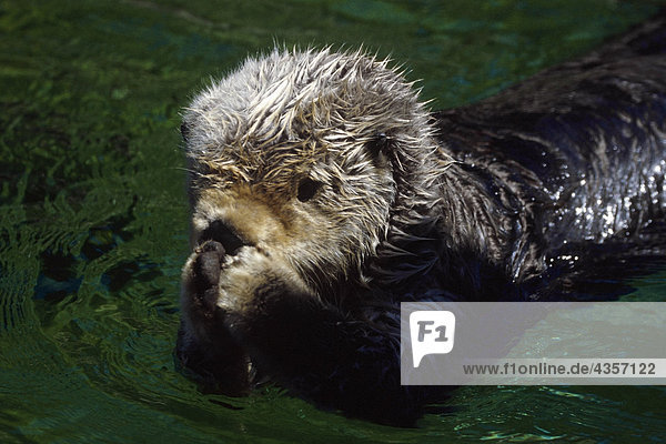 Closeup of Sea Otter floating on stomach Kachemak Bay Kenai Peninsula Alaska Summer