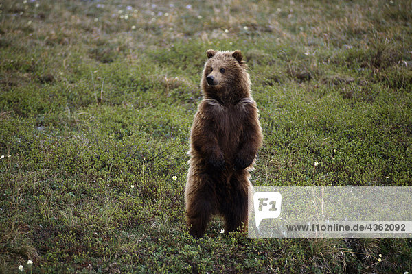 Grizzly stehend auf Hind Beine Denali NP Sommer AK