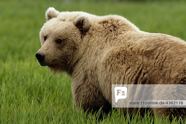 Close up of Grizzly SW Alaska Sommer