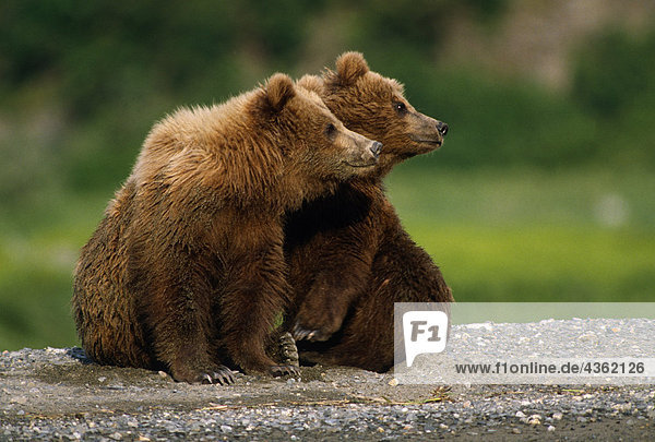 Brown Bear Cubs McNeil River Gebiet Südwesten Alaskas