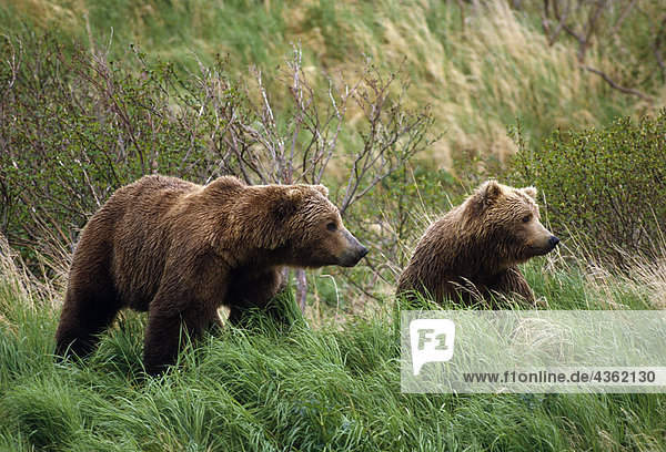 Paar Braunbären in Gras Südwesten Alaska Sommer