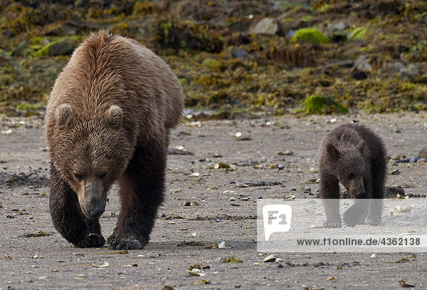 Braunbär säen mit Cub Jagd für Muscheln im Geographic Harbor  Katmai National Park  Südwesten Alaskas  Sommer