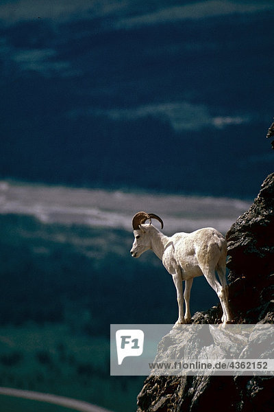Dall-Schafe auf Ridge Denali NP Alaska
