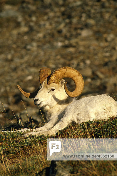 Dall-Schaf liegend Down Denali Nationalpark Interior AK Herbst