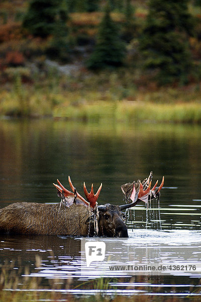 Bull Moose mit Velvet in Teich Denali NP Int AK