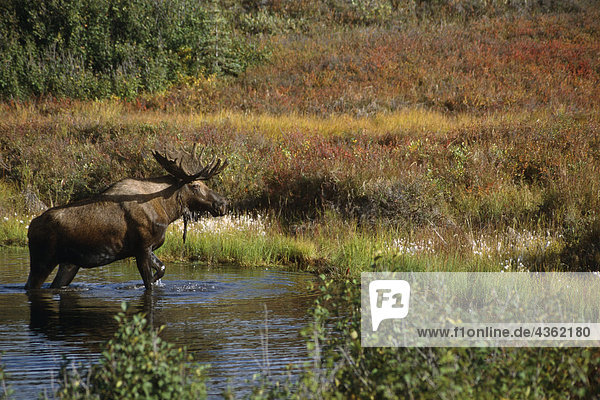 Bull Moose Exits Teich in der Nähe von Eielson Visitor Center AK im Denali NP Sommer