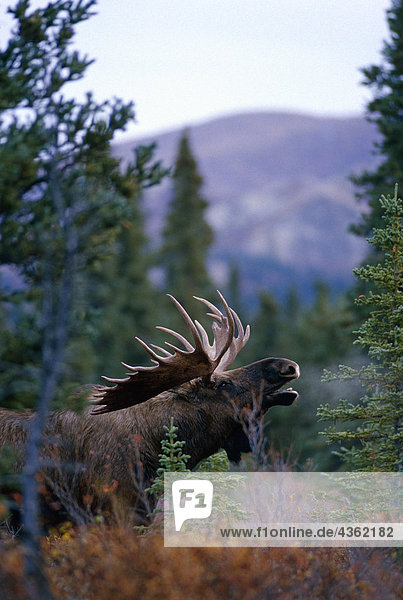 Bull Moose Calling Denali Nationalpark AK