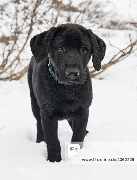 Close up of a Black Lab puppy during winter in Granite Basin near Juneau  Southeast Alaska
