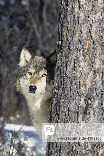 Wolf von hinter Baum Winter. Captive
