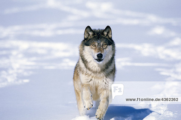 CAPTIVE Wolf Wandern im Schnee Winter