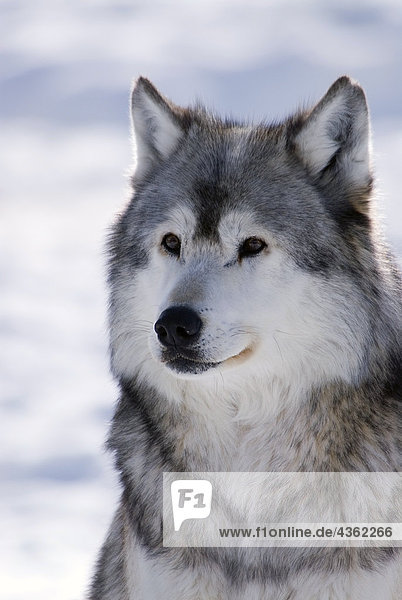 Grauwolf Canis lupus pambasileus Portrait Winter Gefangenschaft