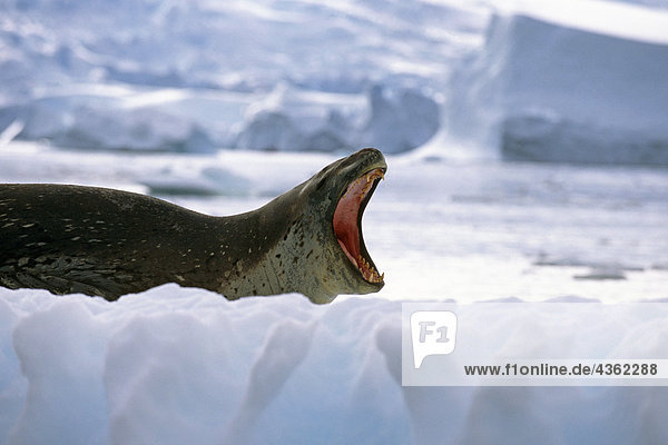 Seeleopard auf Eis aufwacht Gähnen von Nap Antarktis Sommer