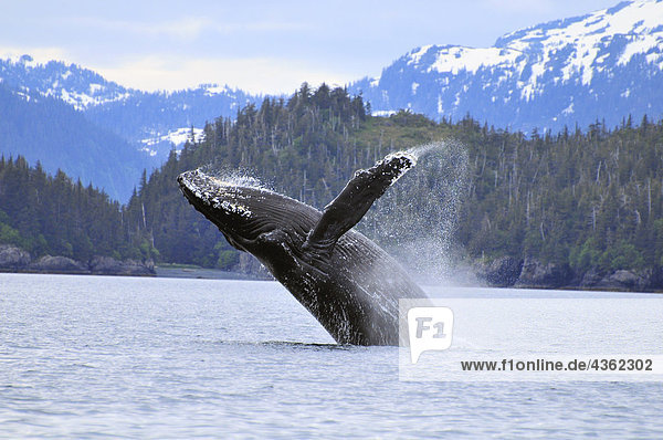 Humpback Wale Überschreitung in Prince William Sound  Alaska