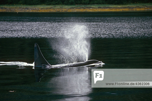 Orca-Wale schwimmen südöstlichen Alaska