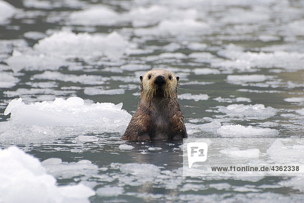 Sea Otter unter einer Eisscholle in Prince William Sound  Alaska