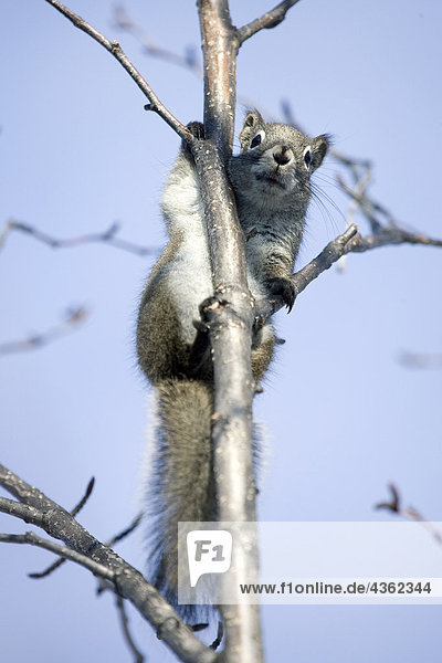 Eichhörnchen thront in Erlen Baum Homer Alaska Kenai-Halbinsel Winter
