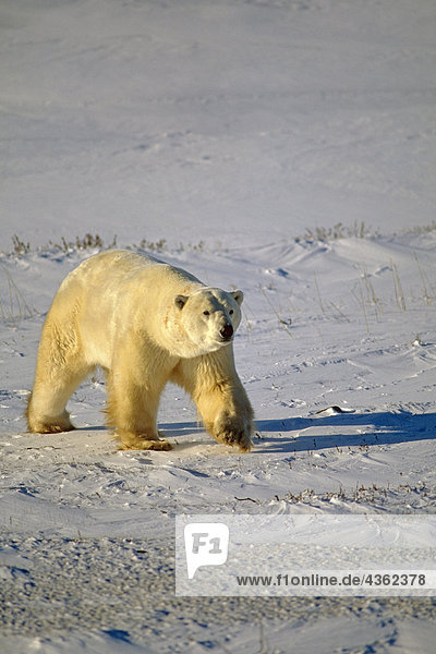 Eisbär auf Pack Eis Cape Churchill Kanada