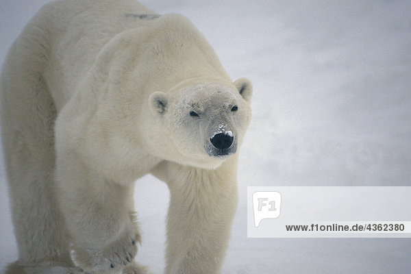 Close up of Polar Bear Cape Churchill Kanada