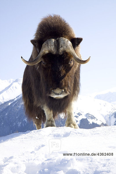 CAPTIVE Bull Moschusochsen steht auf einem schneebedeckten Hügel am Alaska Wildlife Conservation Center  Kenai  Alaska