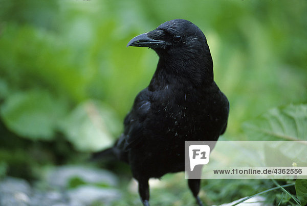 Close up of Raven Alaska USA
