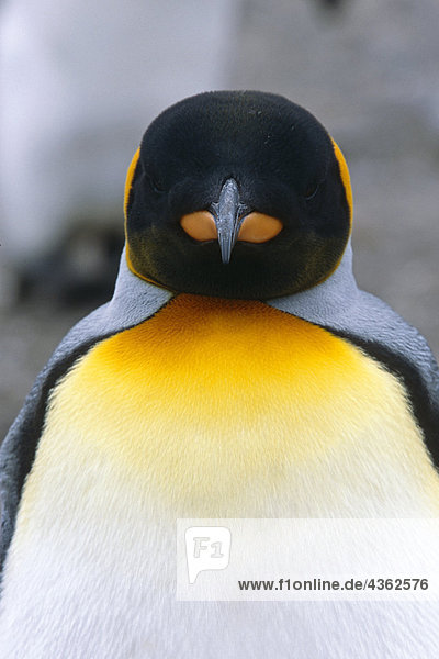 Nahaufnahme des King Penguin Georgien Südinsel antarktischen Sommer