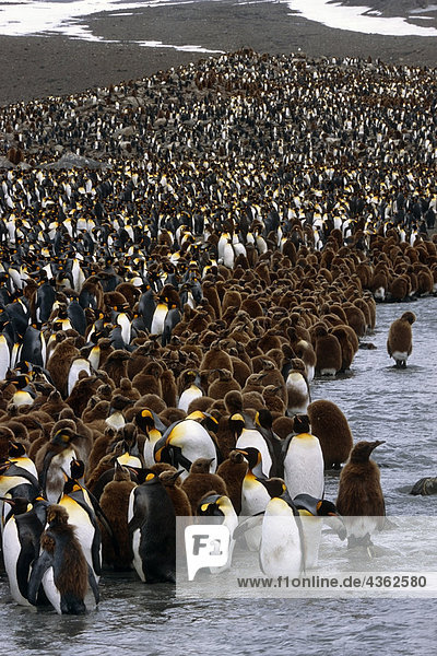 Gruppe von Bast Boys am Rand der großen König Pinguin-Kolonie im Stream Südgeorgien Insel antarktischen Sommer