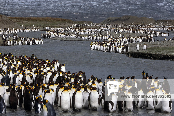 Große Kolonie von King Pinguinen w/Bast Boys entlang unten Berg Südgeorgien Insel Antarktis