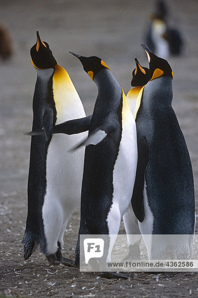 Closeup von vier King Pinguinen Interaktion zusammen Südgeorgien Insel antarktischen Sommer
