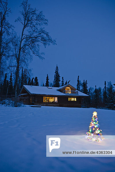 Lit Christmas tree in snow outside a log home during winter at twilight in Fairbanks  Alaska