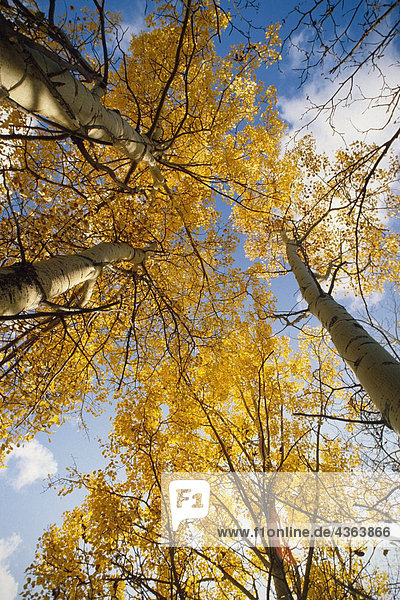 Aspen Bäume Herbstfarben