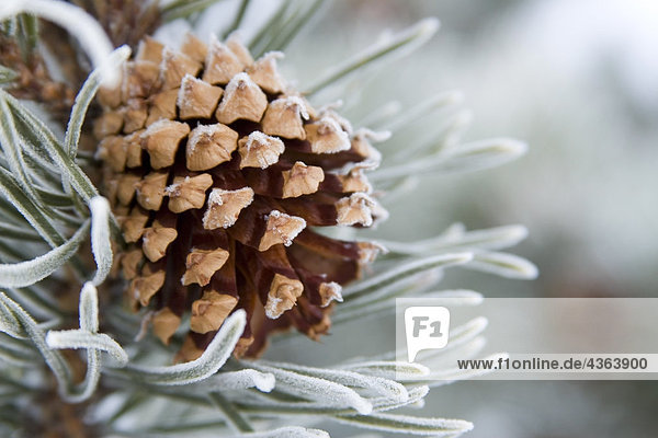 Nahaufnahme Bild der Frost-abgedeckt Kieferkegel auf Zweig im Winter.