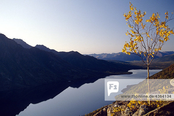 Aspen Tree Selby Lake Brooks Range Fall AK Gates of the Arctic NP Arctic scenic/n