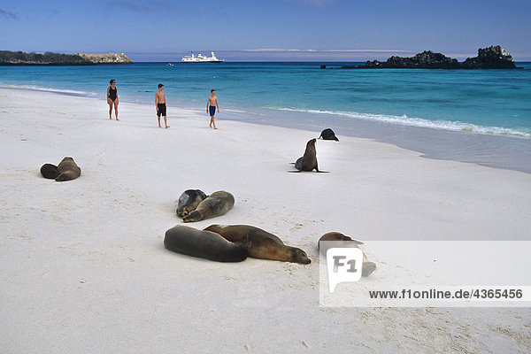 nahe gehen Strand Insel Seelöwe spanisch Galapagosinseln