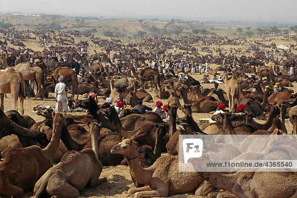 Pushkar Camel Handel Rajasthan Wüste Indien