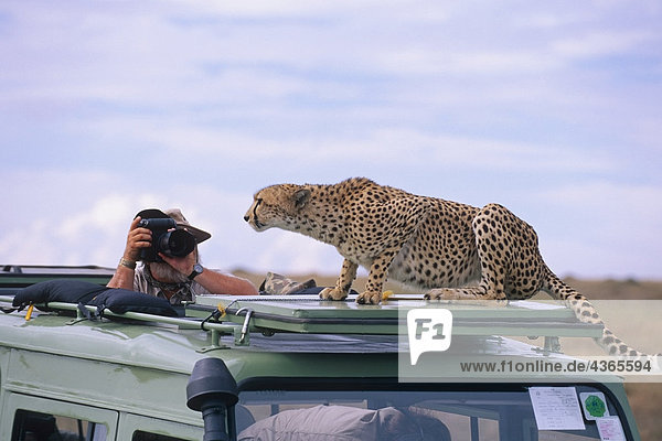 Mann Fotografieren Cheetah Fahrzeug Afrika